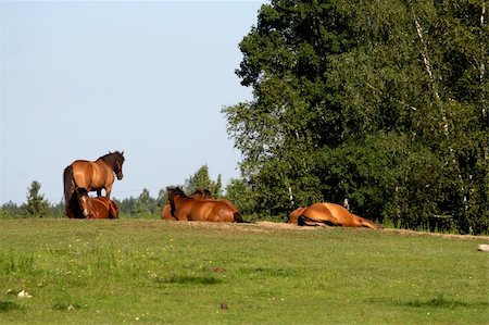 simsearch:400-05165234,k - horses on freedom Photographie de stock - Aubaine LD & Abonnement, Code: 400-03978019