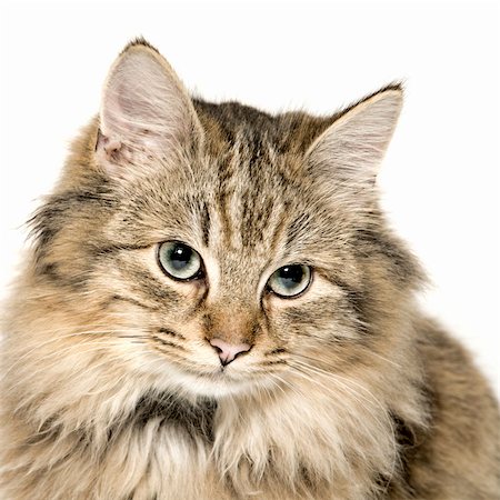 simsearch:400-07247469,k - Studio portrait of a cuted mixed breed long haired kitten Foto de stock - Super Valor sin royalties y Suscripción, Código: 400-03978026