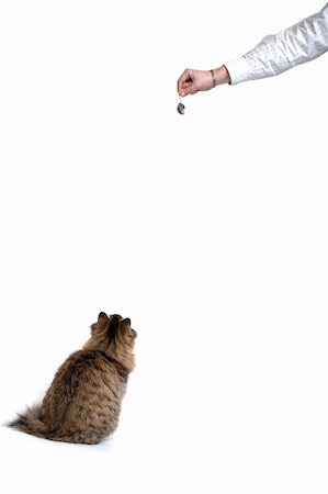 simsearch:400-07293083,k - A cute kitten playing and waiting for her topy mouse Photographie de stock - Aubaine LD & Abonnement, Code: 400-03978028