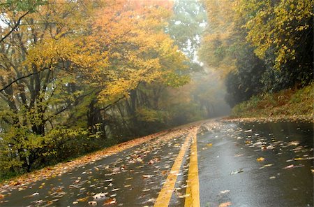 Wet Fall morning fills this photo frame.  Yellow line pulls you into this misty October journey and the wet pavement's glow does little to dispel the dampness of the morning. Stock Photo - Budget Royalty-Free & Subscription, Code: 400-03978131