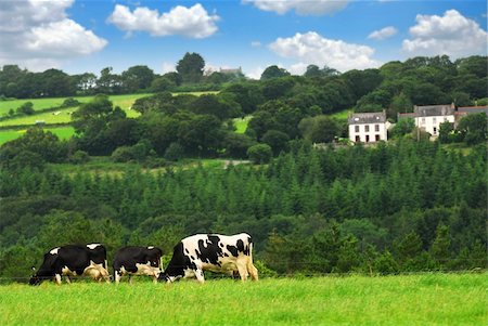 farm cows feeding - Cows grazing on a green pasture in rural Brittany, France Stock Photo - Budget Royalty-Free & Subscription, Code: 400-03978178