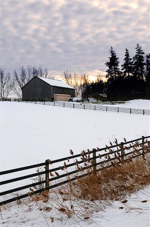 Farm with a barn and horses in winter at sunset Stock Photo - Budget Royalty-Free & Subscription, Code: 400-03978189