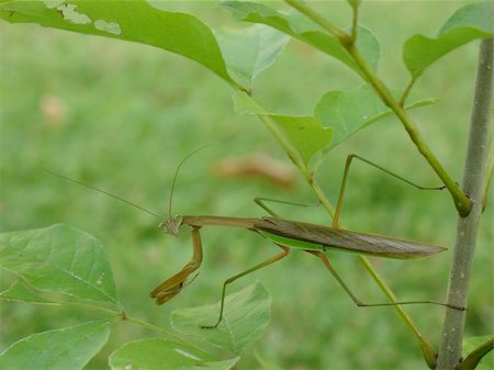 Praying Mantis Looking at YOU!  Want to go with him? Foto de stock - Super Valor sin royalties y Suscripción, Código: 400-03978271