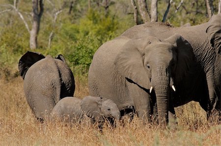 simsearch:400-04534477,k - Small herd of African elephants (Loxodonta africana), Kruger National Park, South Africa Foto de stock - Super Valor sin royalties y Suscripción, Código: 400-03978288