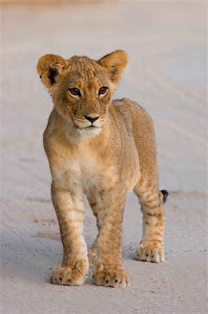 simsearch:400-06207209,k - Young lion cub (Panthera leo), Kalahari desert, South Africa Fotografie stock - Microstock e Abbonamento, Codice: 400-03978295
