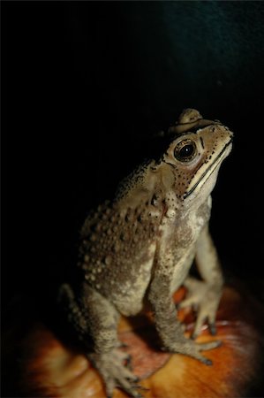simsearch:400-04590632,k - Frog is sitting in the dark Stock Photo - Budget Royalty-Free & Subscription, Code: 400-03979012