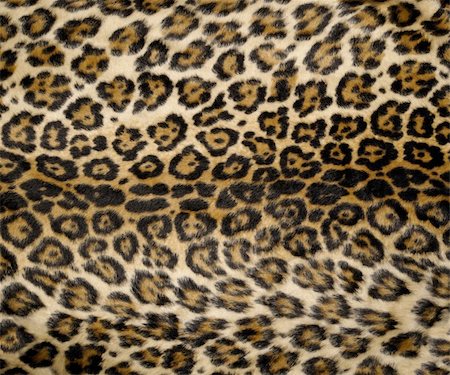 fabric furry - Leopard print background. Stock Photo - Budget Royalty-Free & Subscription, Code: 400-03979327