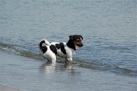 simsearch:400-05246924,k - Puppy is standing in the waterline Photographie de stock - Aubaine LD & Abonnement, Code: 400-03979341