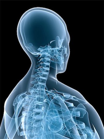 simsearch:400-04260749,k - 3d rendered x-ray illustration of a female skeletal back with organs Stockbilder - Microstock & Abonnement, Bildnummer: 400-03979544