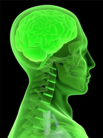 simsearch:400-05120940,k - 3d rendered anatomy illustration of a human head shape with brain Photographie de stock - Aubaine LD & Abonnement, Code: 400-03979575