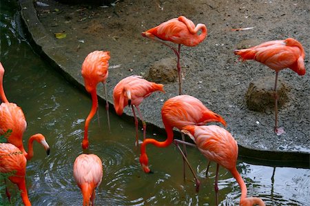 flamant rose - pink flamingos driking water Photographie de stock - Aubaine LD & Abonnement, Code: 400-03970002