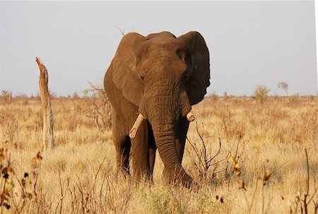 simsearch:400-04348140,k - An African Elephant Foto de stock - Royalty-Free Super Valor e Assinatura, Número: 400-03970307