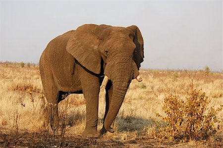 simsearch:400-04450374,k - An African Elephant Foto de stock - Royalty-Free Super Valor e Assinatura, Número: 400-03970358