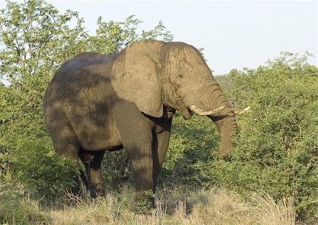 simsearch:400-04450374,k - An African Elephant Foto de stock - Royalty-Free Super Valor e Assinatura, Número: 400-03970359