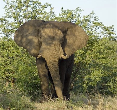 simsearch:400-04348140,k - An African Elephant Foto de stock - Royalty-Free Super Valor e Assinatura, Número: 400-03970360