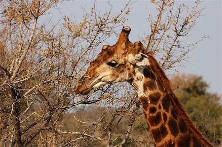 Giraffe Fotografie stock - Microstock e Abbonamento, Codice: 400-03970362