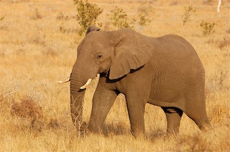 An African Elephant Fotografie stock - Microstock e Abbonamento, Codice: 400-03970363