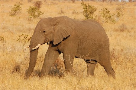 simsearch:400-04450374,k - An African Elephant Foto de stock - Royalty-Free Super Valor e Assinatura, Número: 400-03970372