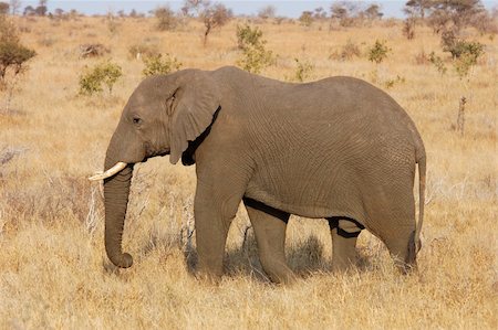 simsearch:400-04450374,k - An African Elephant Foto de stock - Royalty-Free Super Valor e Assinatura, Número: 400-03970373