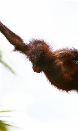 sumatra forest - orangutan's offspring jumping Stock Photo - Budget Royalty-Free & Subscription, Code: 400-03970545