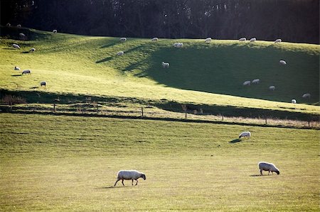 erba da gregge - sheep animal farm farming agriculture wool livestock animal Fotografie stock - Microstock e Abbonamento, Codice: 400-03970785