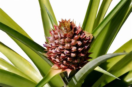 pineapple growing - A pineapple growing in a plant. Stock Photo - Budget Royalty-Free & Subscription, Code: 400-03970941