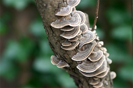 spores macro photography - Beautiful, lacy looking fungus growing on a tree. Stock Photo - Budget Royalty-Free & Subscription, Code: 400-03970952