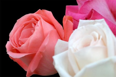 simsearch:695-05778410,k - a peach, white and magenta rose against a black background (focus is on peach rose) Foto de stock - Super Valor sin royalties y Suscripción, Código: 400-03970965