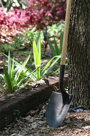 simsearch:400-08961753,k - A shovel resting against a tree in a garden. Fotografie stock - Microstock e Abbonamento, Codice: 400-03970970