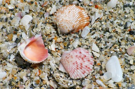 simsearch:6108-06907274,k - Beautiful, colorful seashells at the shore. Foto de stock - Super Valor sin royalties y Suscripción, Código: 400-03970995