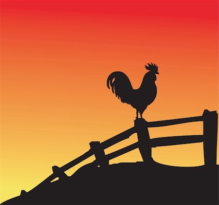 Rooster silhouette on fence at sunset Photographie de stock - Aubaine LD & Abonnement, Code: 400-03971329