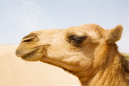 sahara camel - The camel on the Sahara, Moroccol Stock Photo - Budget Royalty-Free & Subscription, Code: 400-03971376