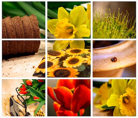 Garden collage of tools, seeds and tulips for planting Photographie de stock - Aubaine LD & Abonnement, Code: 400-03971424