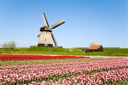 Tulip field and historic windmill Stock Photo - Budget Royalty-Free & Subscription, Code: 400-03971632