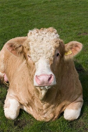 Curly Cow Lying down in a field of short grass Stock Photo - Budget Royalty-Free & Subscription, Code: 400-03971858