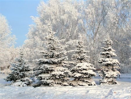 Winter trees in a winter wood Photographie de stock - Aubaine LD & Abonnement, Code: 400-03971958