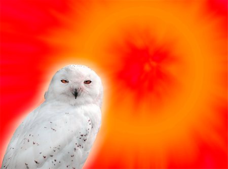 simsearch:400-08338268,k - White snowy owl on a colourful sunset Photographie de stock - Aubaine LD & Abonnement, Code: 400-03971981