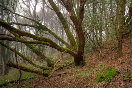 light in the spring forest Fotografie stock - Microstock e Abbonamento, Codice: 400-03972954