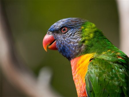 simsearch:400-06430581,k - Bright colored Lorikeet birds in a wild aviary Photographie de stock - Aubaine LD & Abonnement, Code: 400-03972977