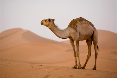 sahara camel - Lone Camel in the Desert  sand dune Stock Photo - Budget Royalty-Free & Subscription, Code: 400-03973001