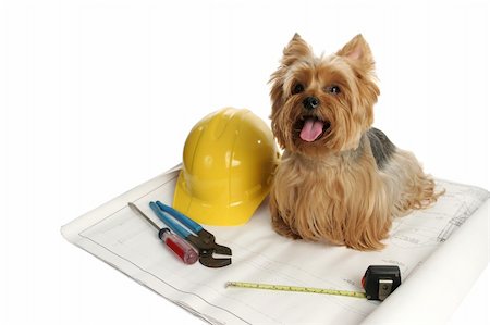 A yorkshire terrier dog working on a construction project. Stock Photo - Budget Royalty-Free & Subscription, Code: 400-03973064
