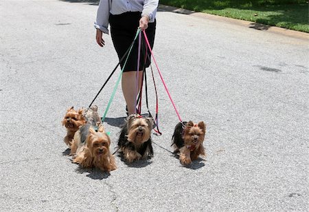 dog and owner embrace - For adorable yorkie dogs on their daily walk. Stock Photo - Budget Royalty-Free & Subscription, Code: 400-03973083