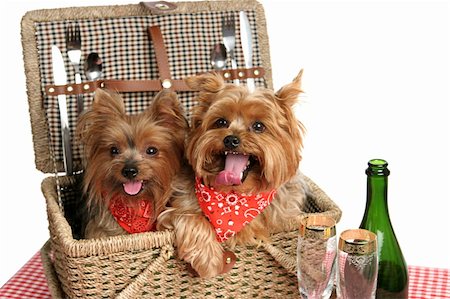 silverware dog - Two adorable yorkshire terriers in a picnic basket. Stock Photo - Budget Royalty-Free & Subscription, Code: 400-03973124