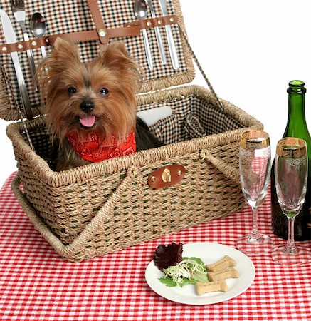 dog knife and fork - Two adorable yorkies on a picnic with wine and dog bisquits Stock Photo - Budget Royalty-Free & Subscription, Code: 400-03973129