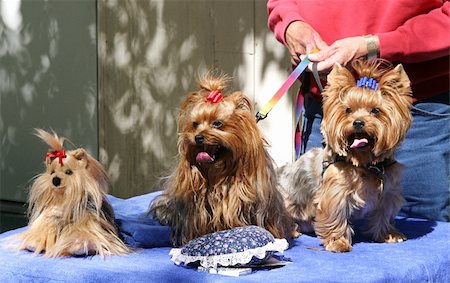 simsearch:400-04307016,k - Three adorable yorkies, two are real and one is a stuffed animal. Photographie de stock - Aubaine LD & Abonnement, Code: 400-03973138