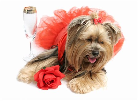 sad dancer - A sad yorkshire terrier in a satin gown with a rose is drowning her sorrows with champagne. Stock Photo - Budget Royalty-Free & Subscription, Code: 400-03973130