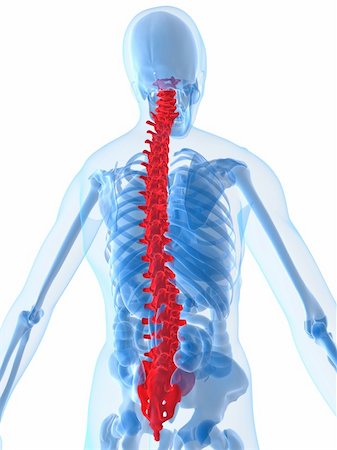 simsearch:400-04163427,k - 3d rendered anatomy illustration of a human skeleton with a red spine Stockbilder - Microstock & Abonnement, Bildnummer: 400-03973321