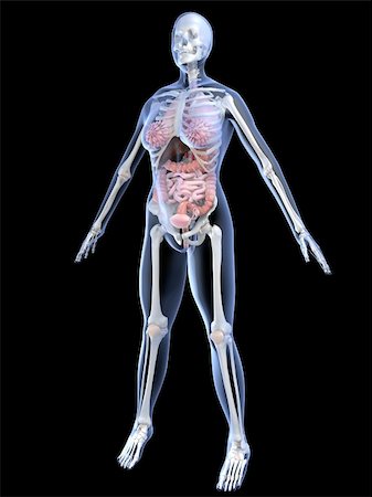 3d rendered anatomy illustration of a female skeleton with organs Photographie de stock - Aubaine LD & Abonnement, Code: 400-03973511