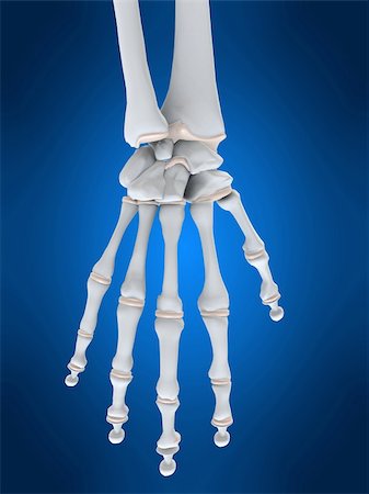 simsearch:400-06394180,k - 3d rendered anatomy illustration of a human skeletal hand Foto de stock - Super Valor sin royalties y Suscripción, Código: 400-03973527