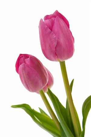 smelling tulip - Elegant tulips Stock Photo - Budget Royalty-Free & Subscription, Code: 400-03973546